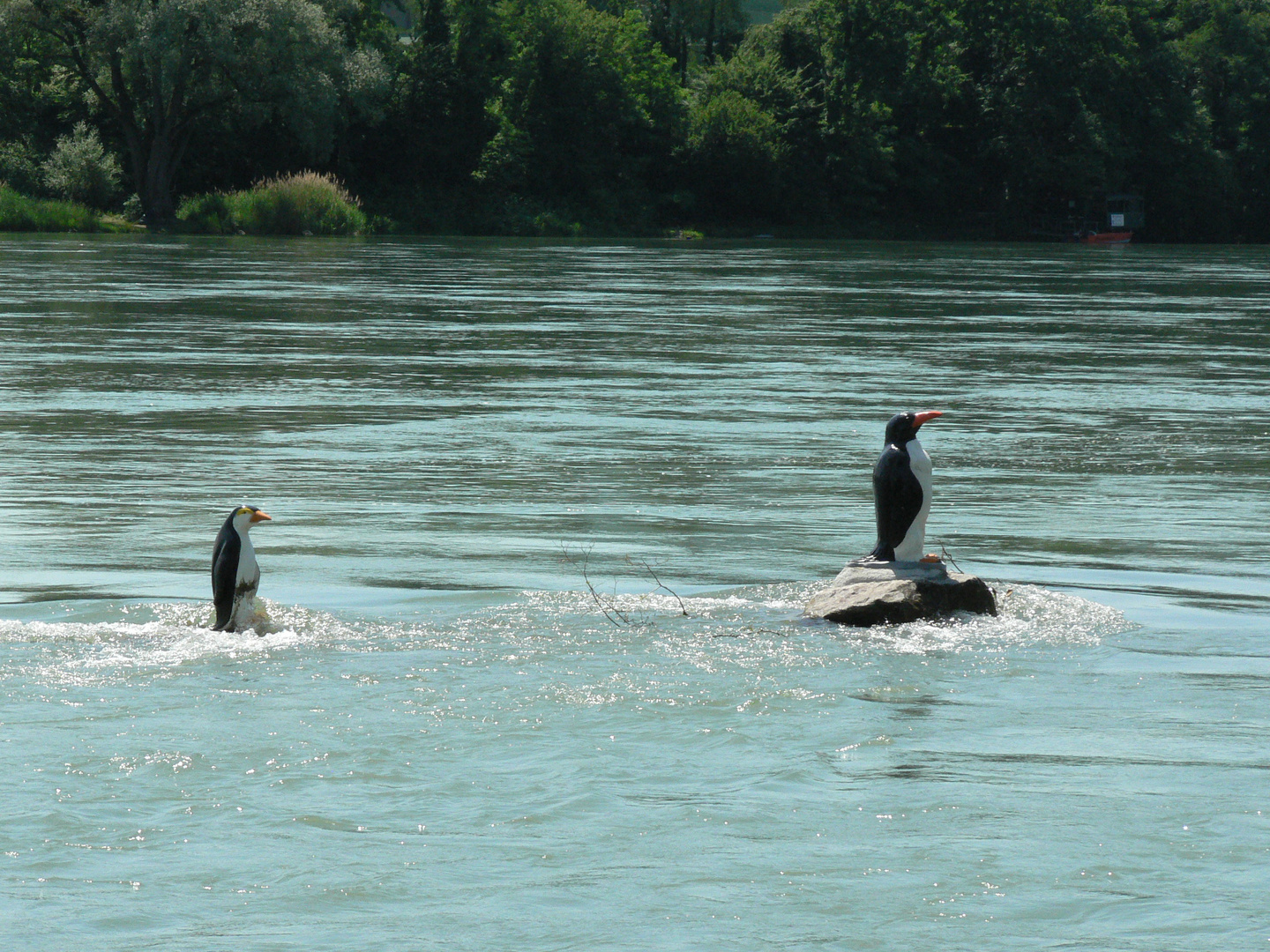 Folgen des Klimawandels: Pinguine im Rhein