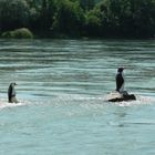 Folgen des Klimawandels: Pinguine im Rhein