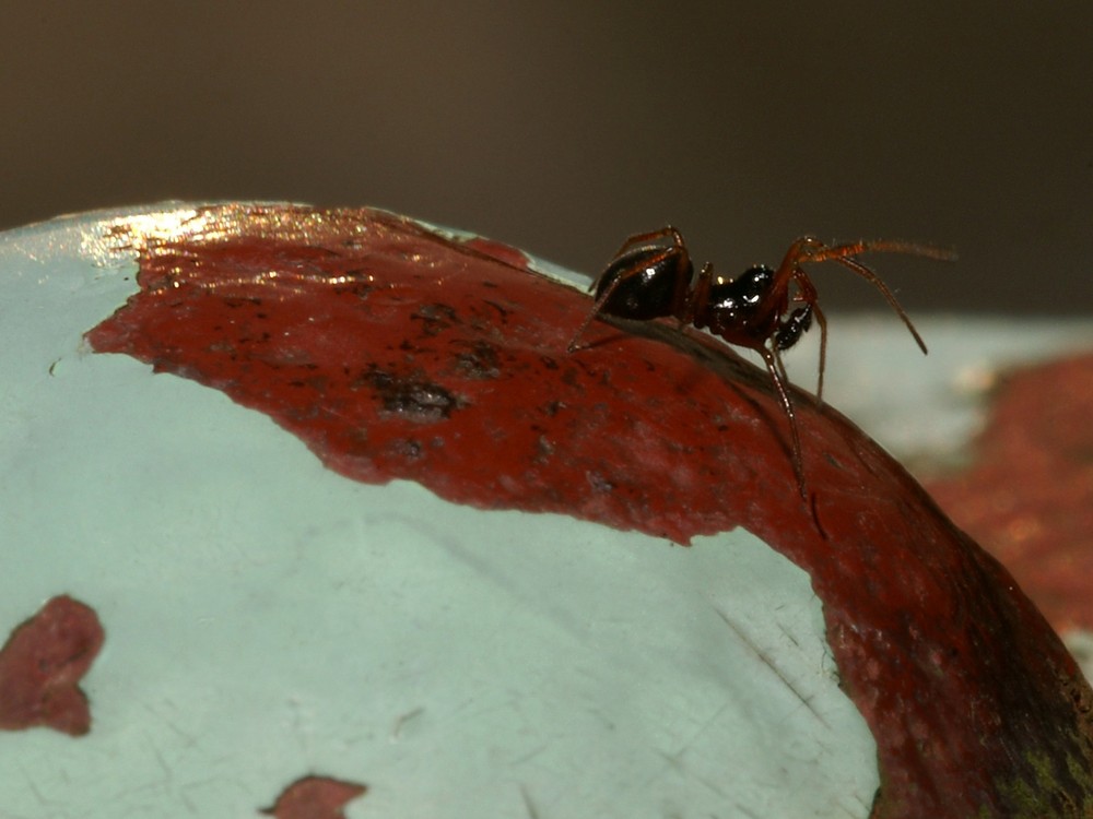 Folgen des Klimawandels? Spinne verlässt Spanien!