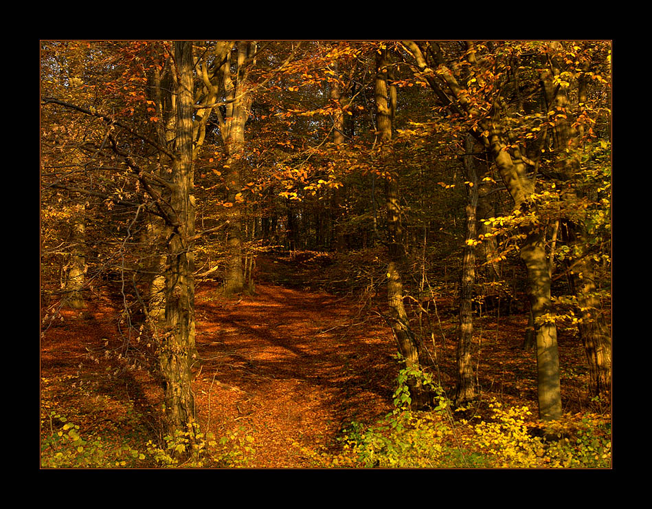 ...folgst Du mir... in den Indianerwald... ?