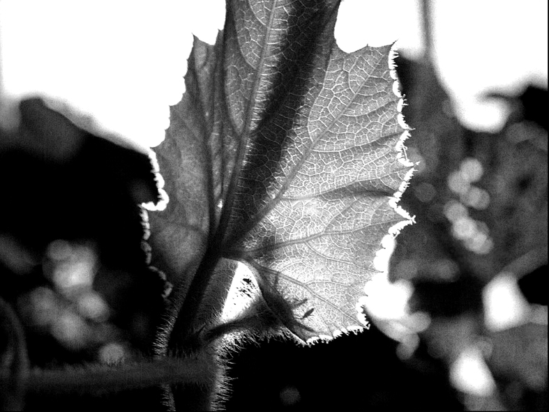 Folha de Curcubitaceae