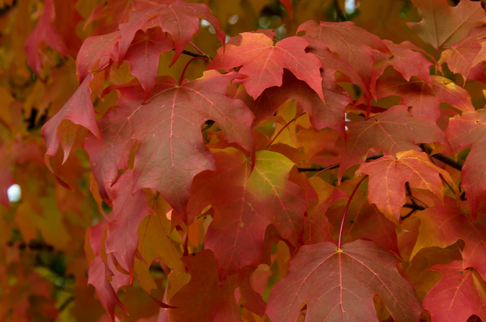 Foliage 2