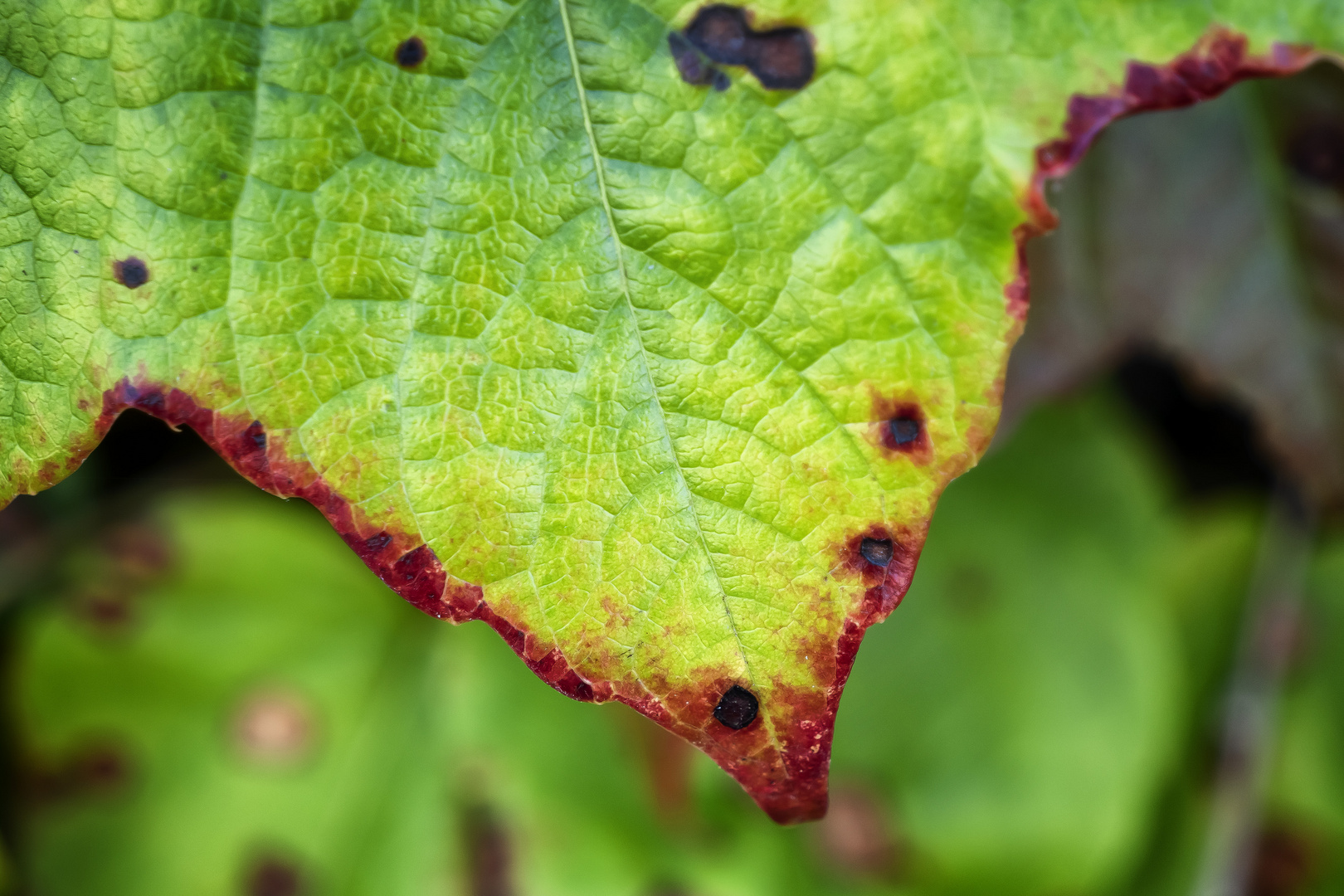 Foliage