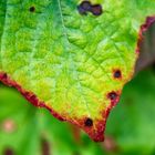 Foliage