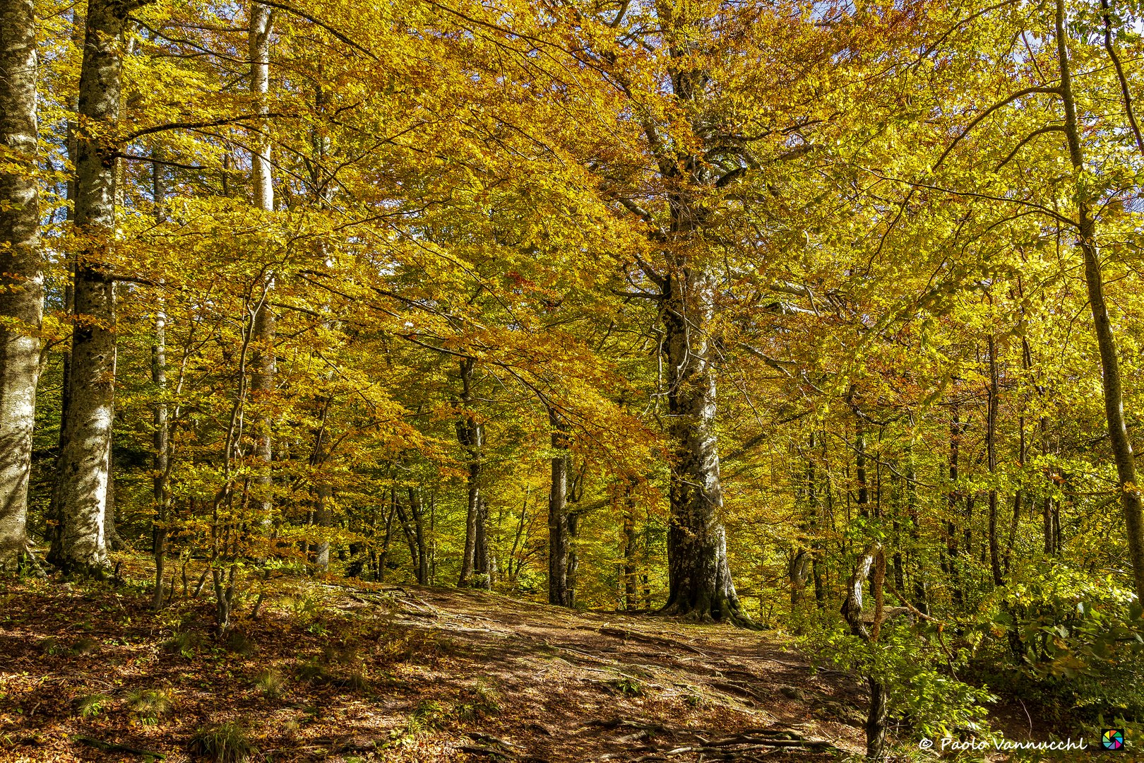 Foliage (4)