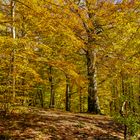 Foliage (4)
