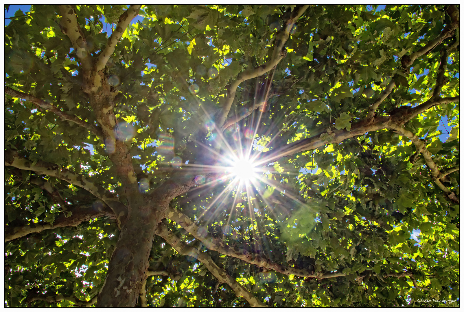 Foliage and Sunshine