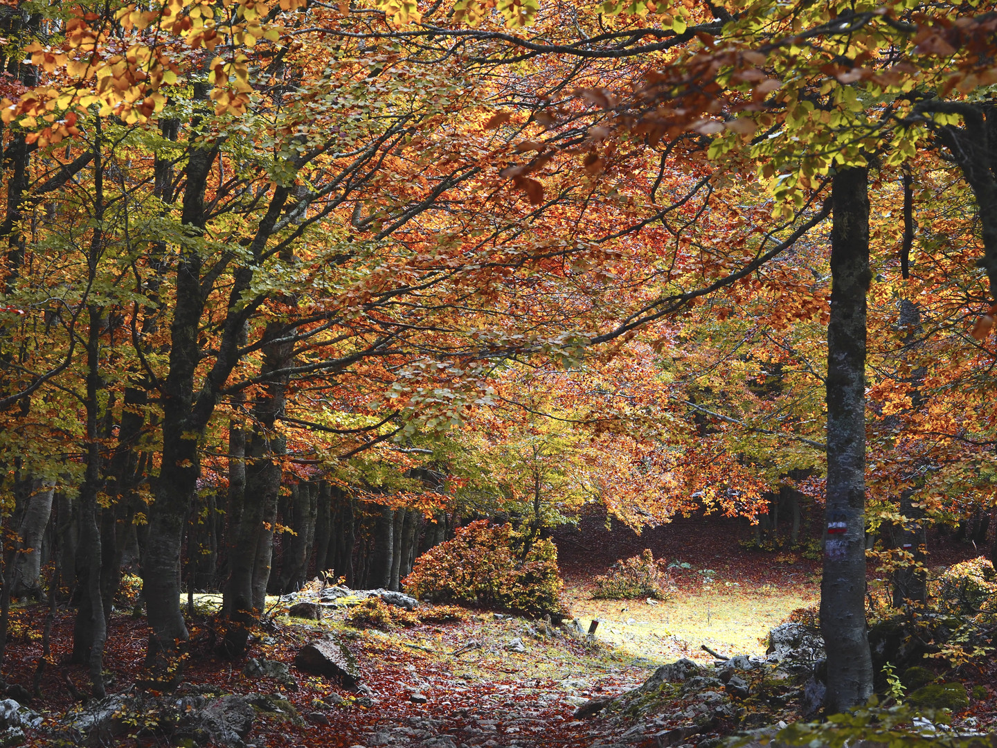 Foliage autunnale