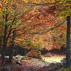 Foliage autunnale