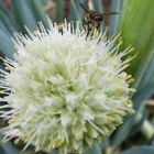 Foliage & bee