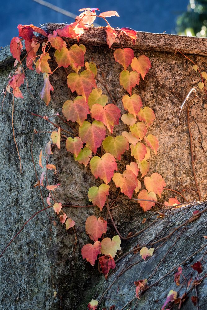 Foliage