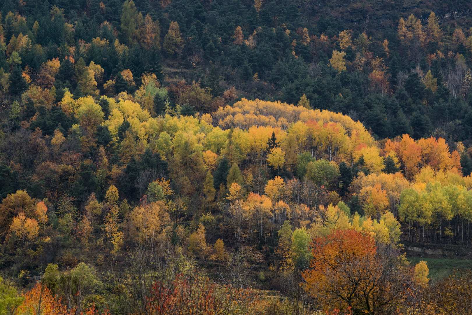 Foliage de novembre