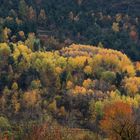 Foliage de novembre