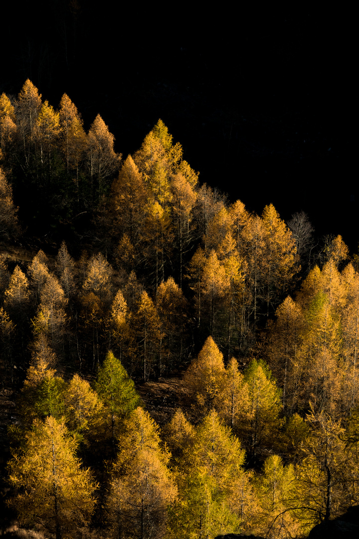 foliage di  novembre