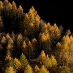 foliage di  novembre