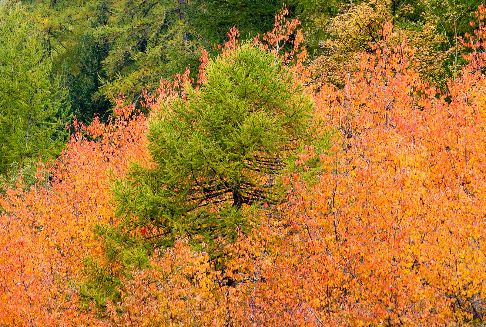 Foliage d'ottobre