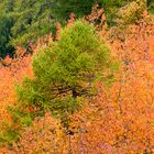 Foliage d'ottobre