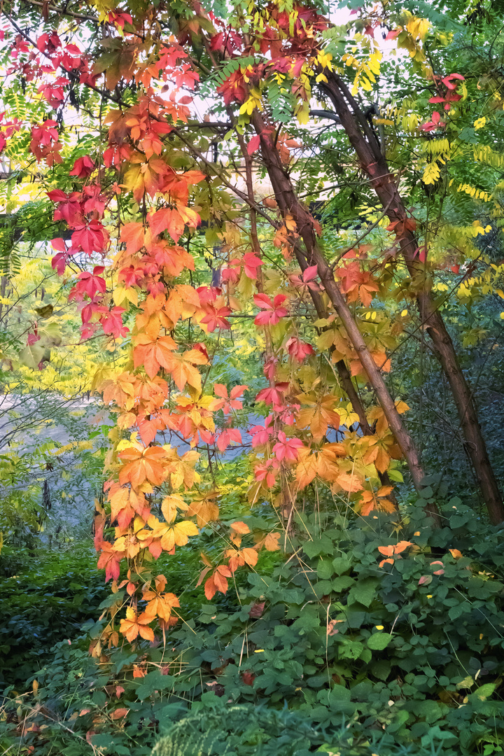 Foliage