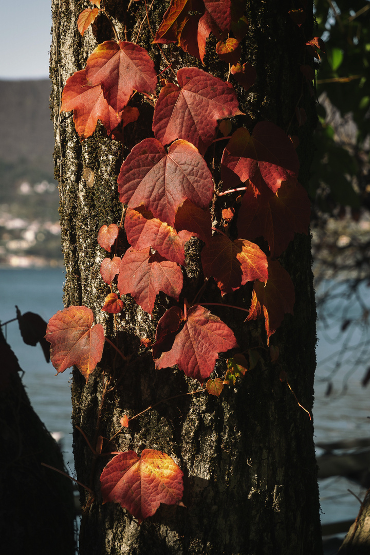 Foliage