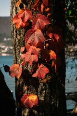 Foliage