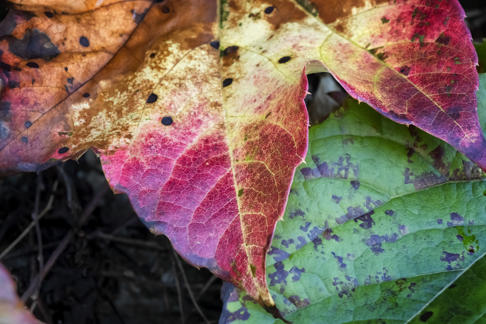 Foliage