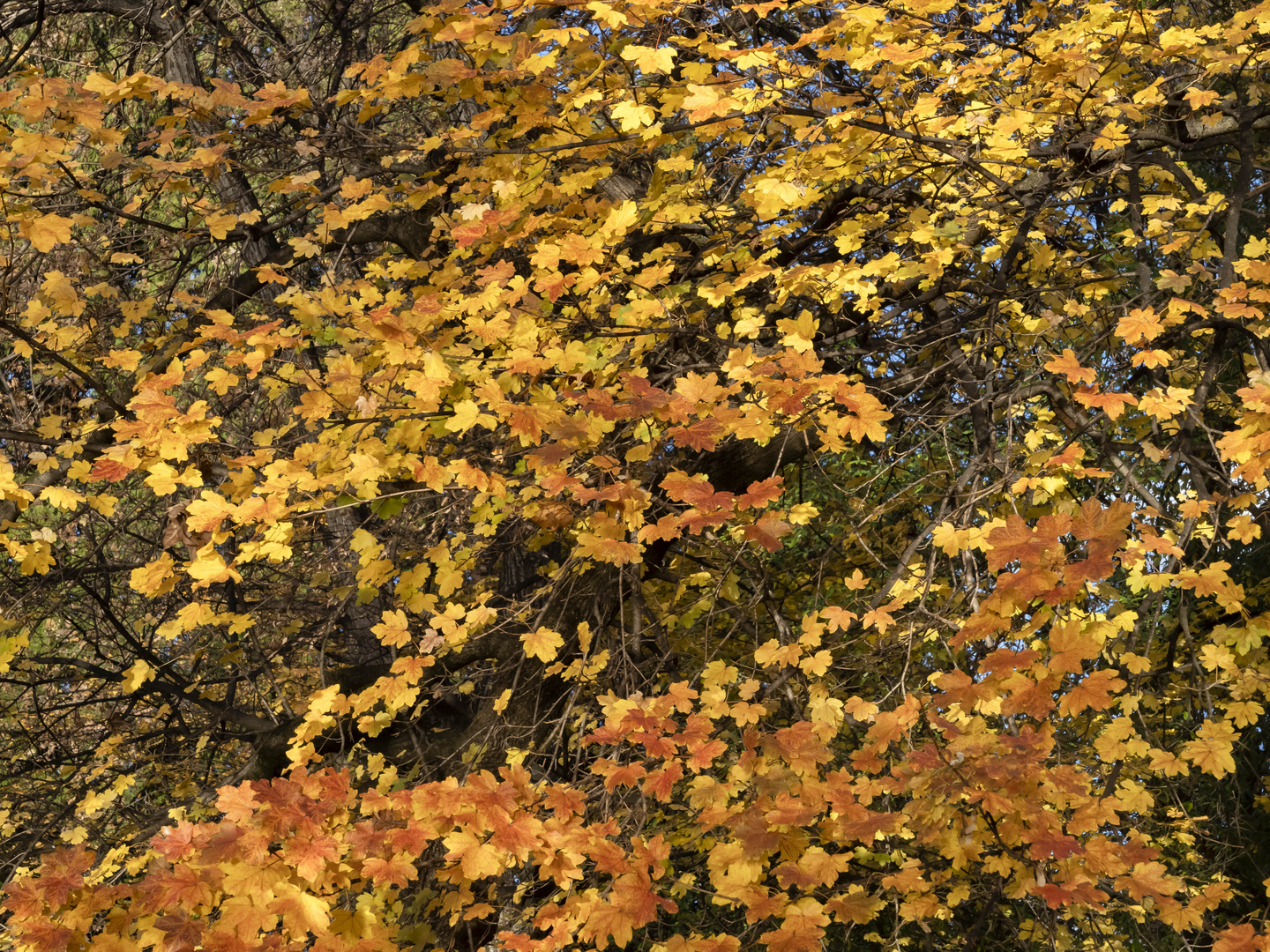 Foliage