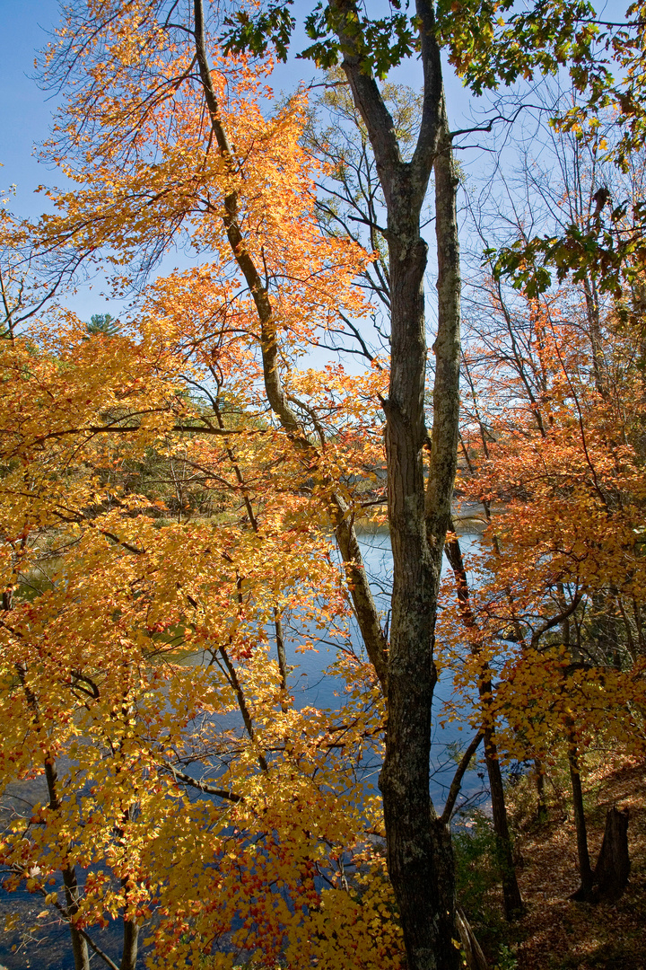 Foliage im Indian Summer