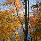 Foliage im Indian Summer