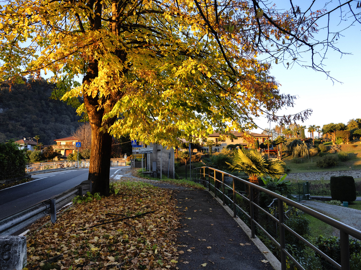 Foliage in via Europa