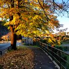 Foliage in via Europa