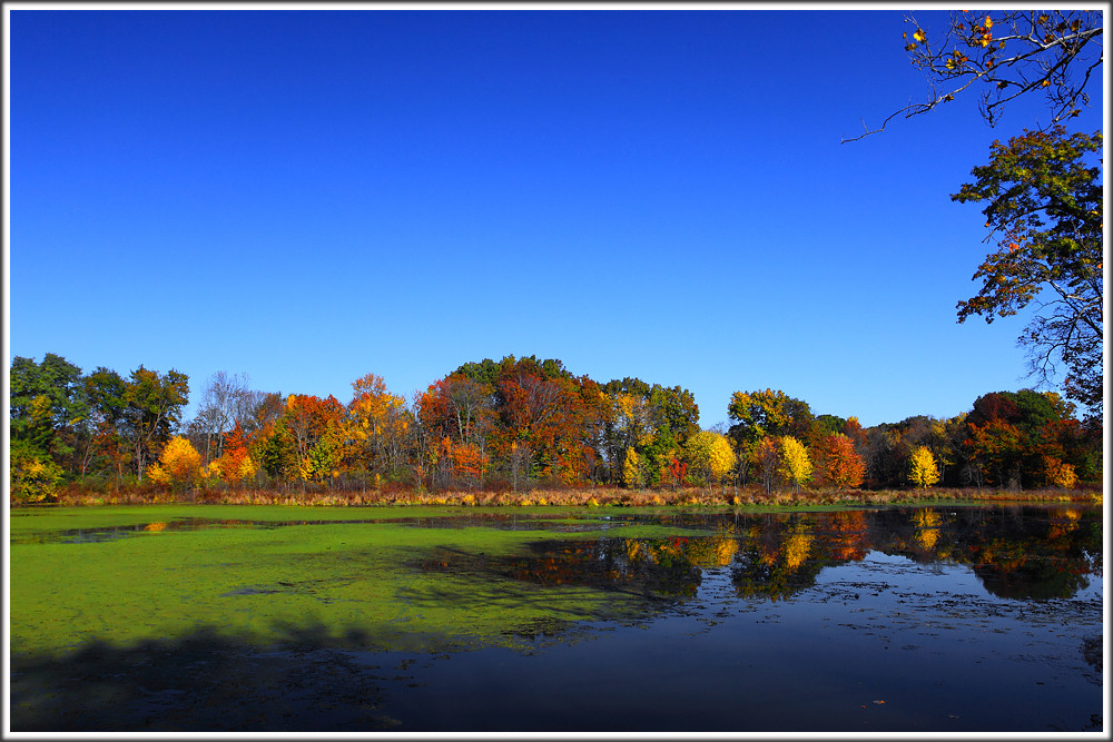 Foliage / Indian Summer