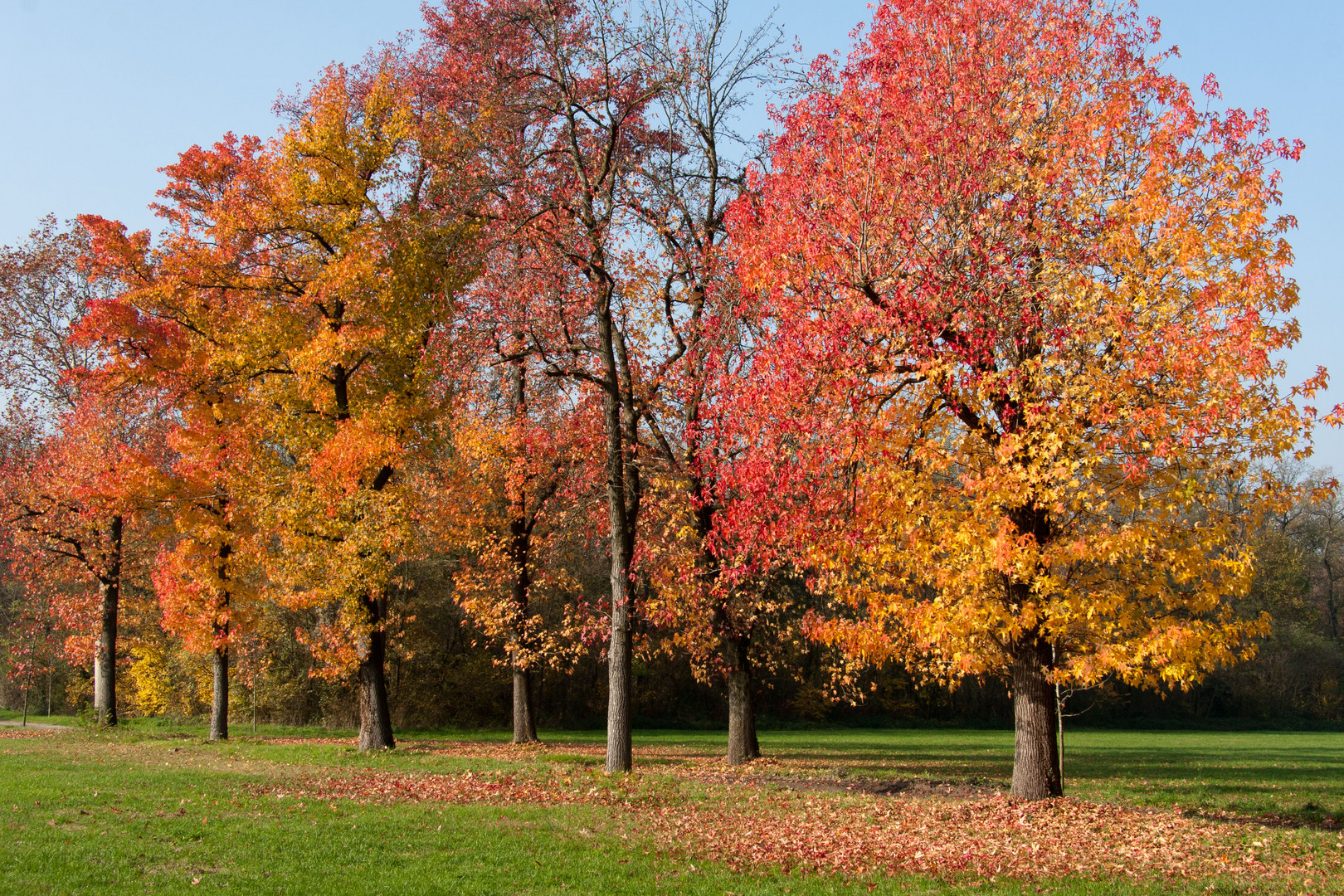 Foliage LumbarD