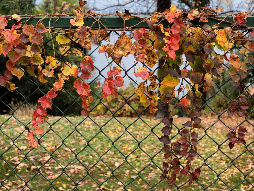 Foliage nella rete