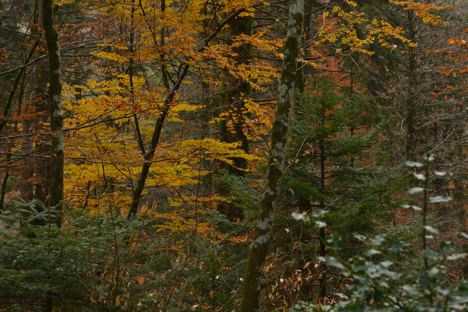 Foliage nell'Archiforo (Monti delle Serre, Calabria)