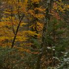 Foliage nell'Archiforo (Monti delle Serre, Calabria)