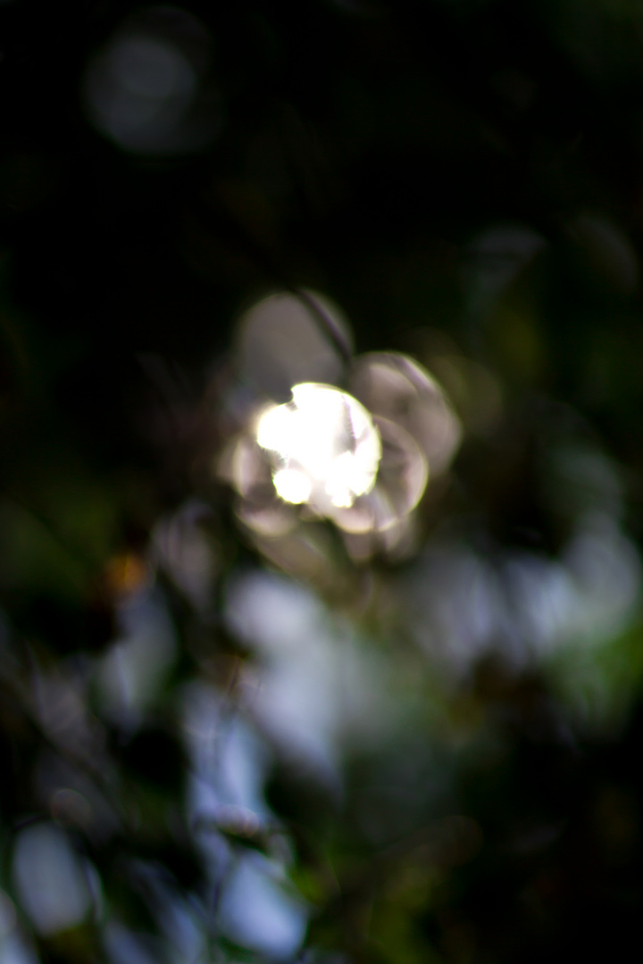 FOLIAGE OUT FOCUS