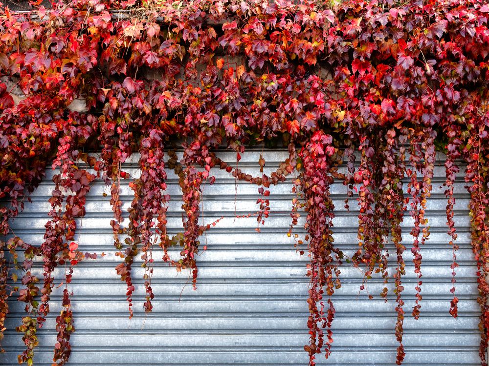 Foliage sul box