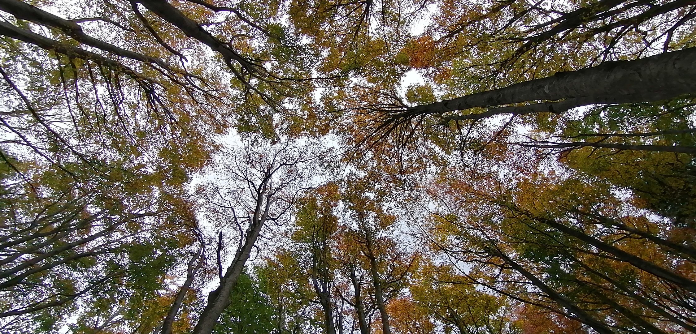 Foliage verticale