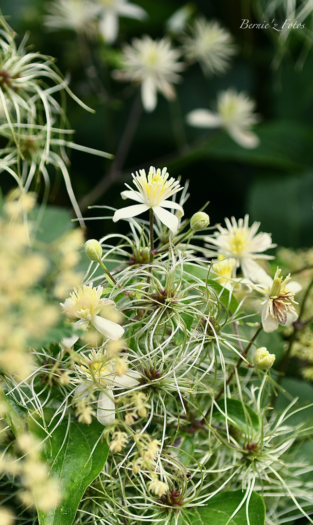 Folies flores