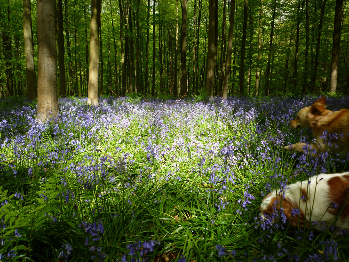 " Folle course au Paradis bleu "