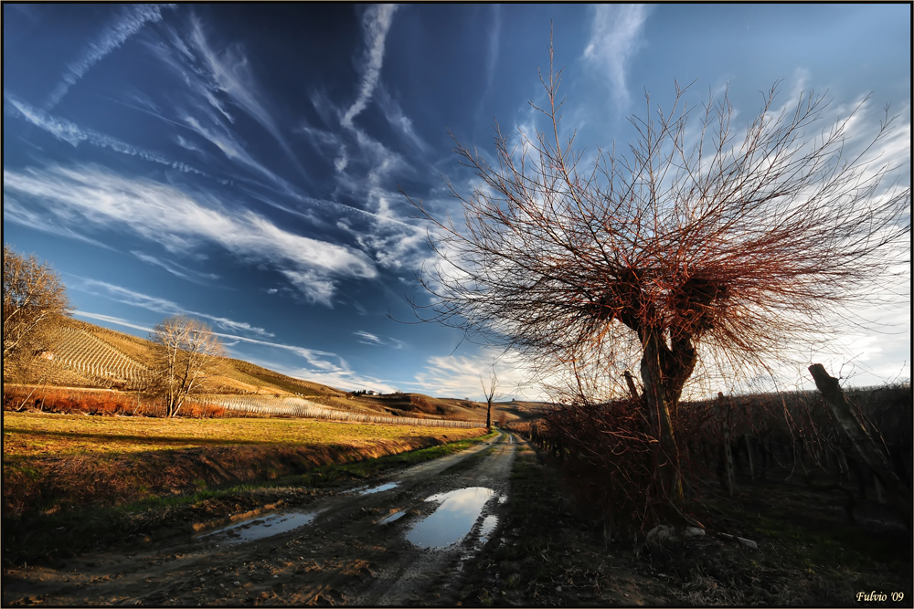 Folli chiome di fine inverno