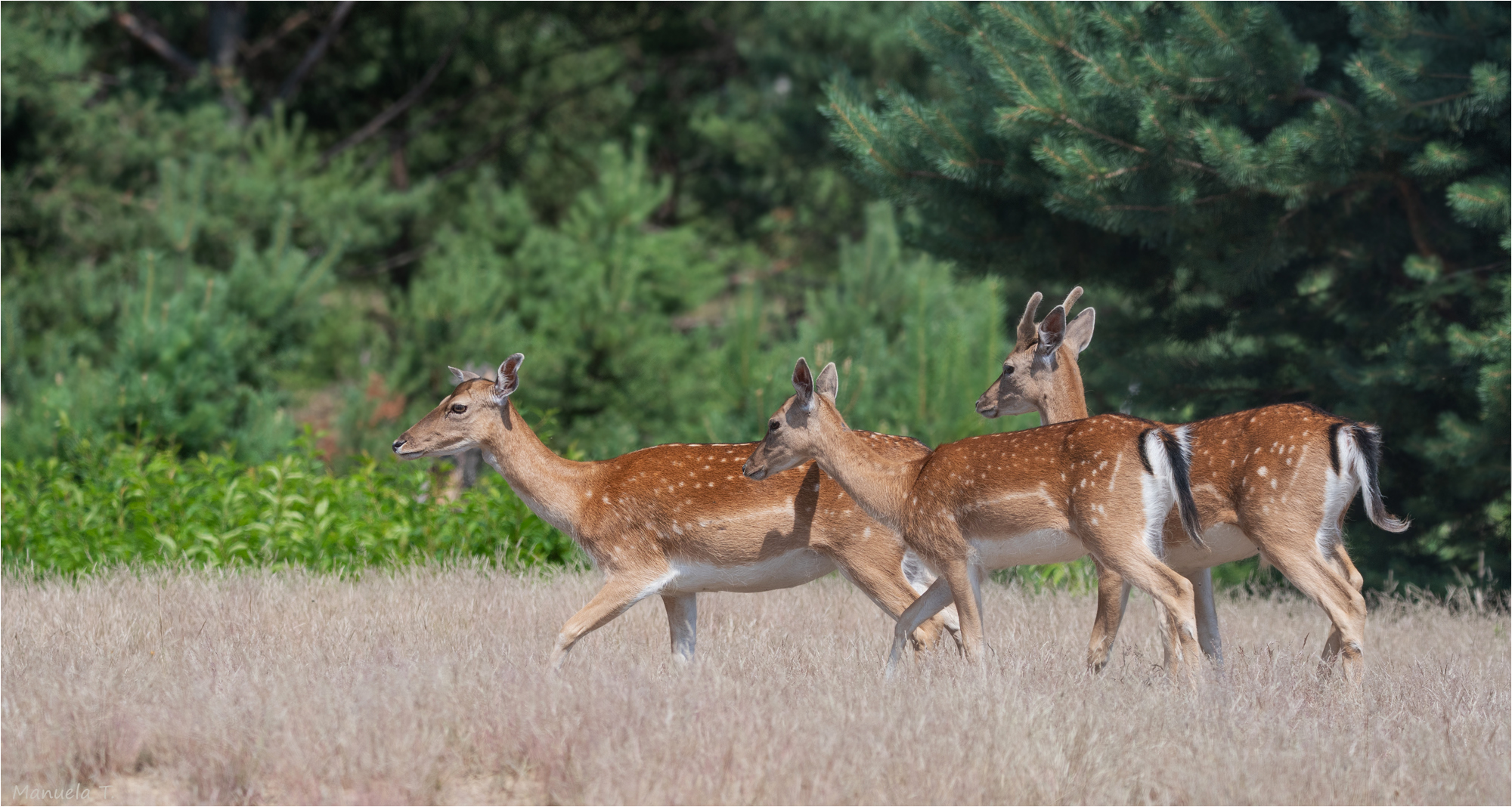 Follow deer