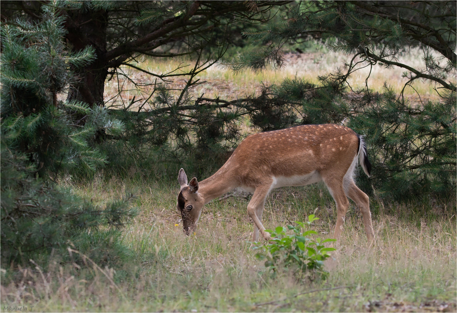 Follow deer