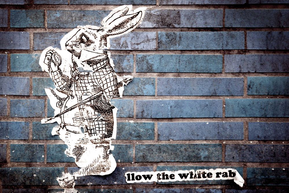 Follow the white rabbit