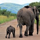 Following mom...