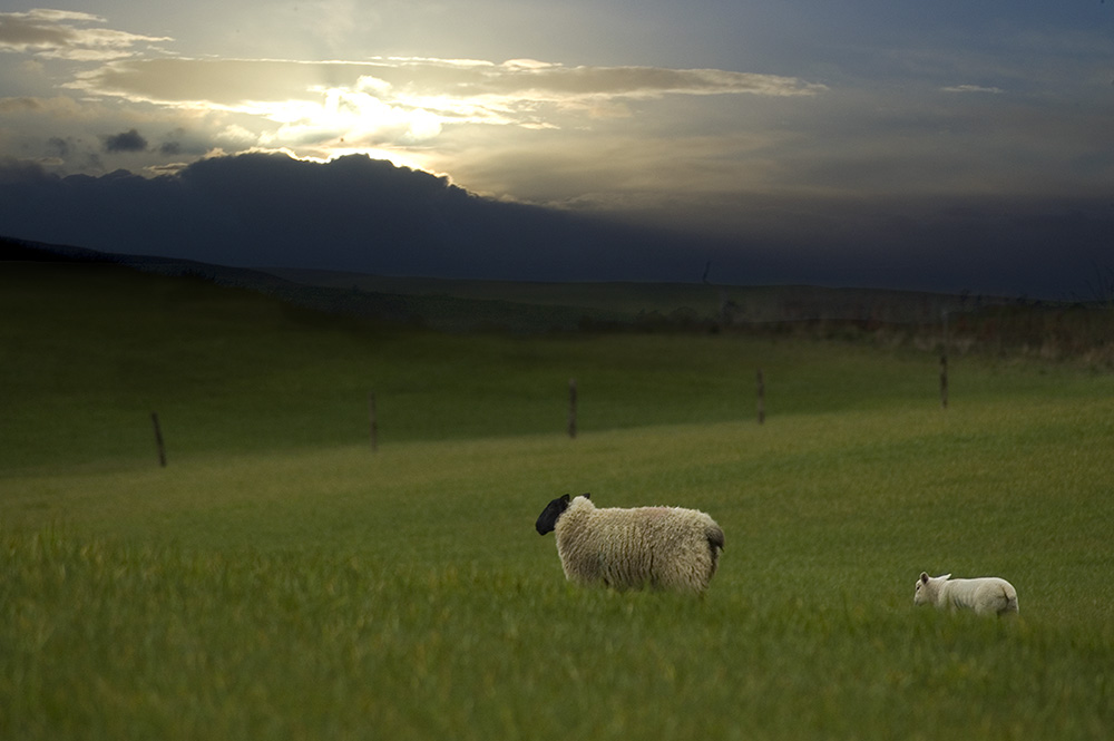 FollowingLamb