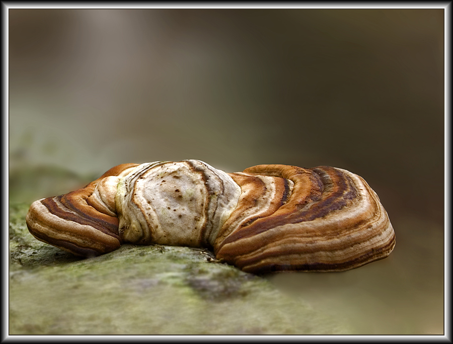 Fomes fomentarius