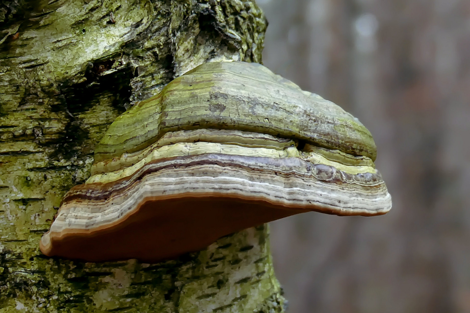 Fomes fomentarius - Echter Zunderschwamm