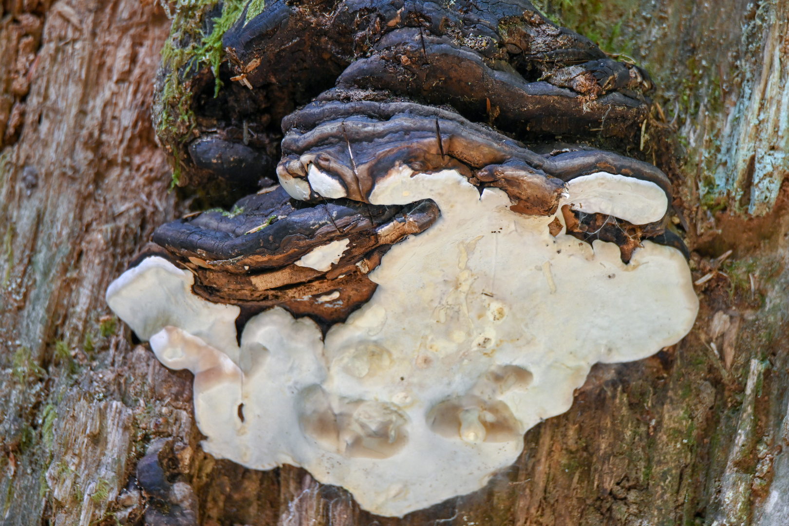 Fomitopsis