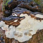 Fomitopsis